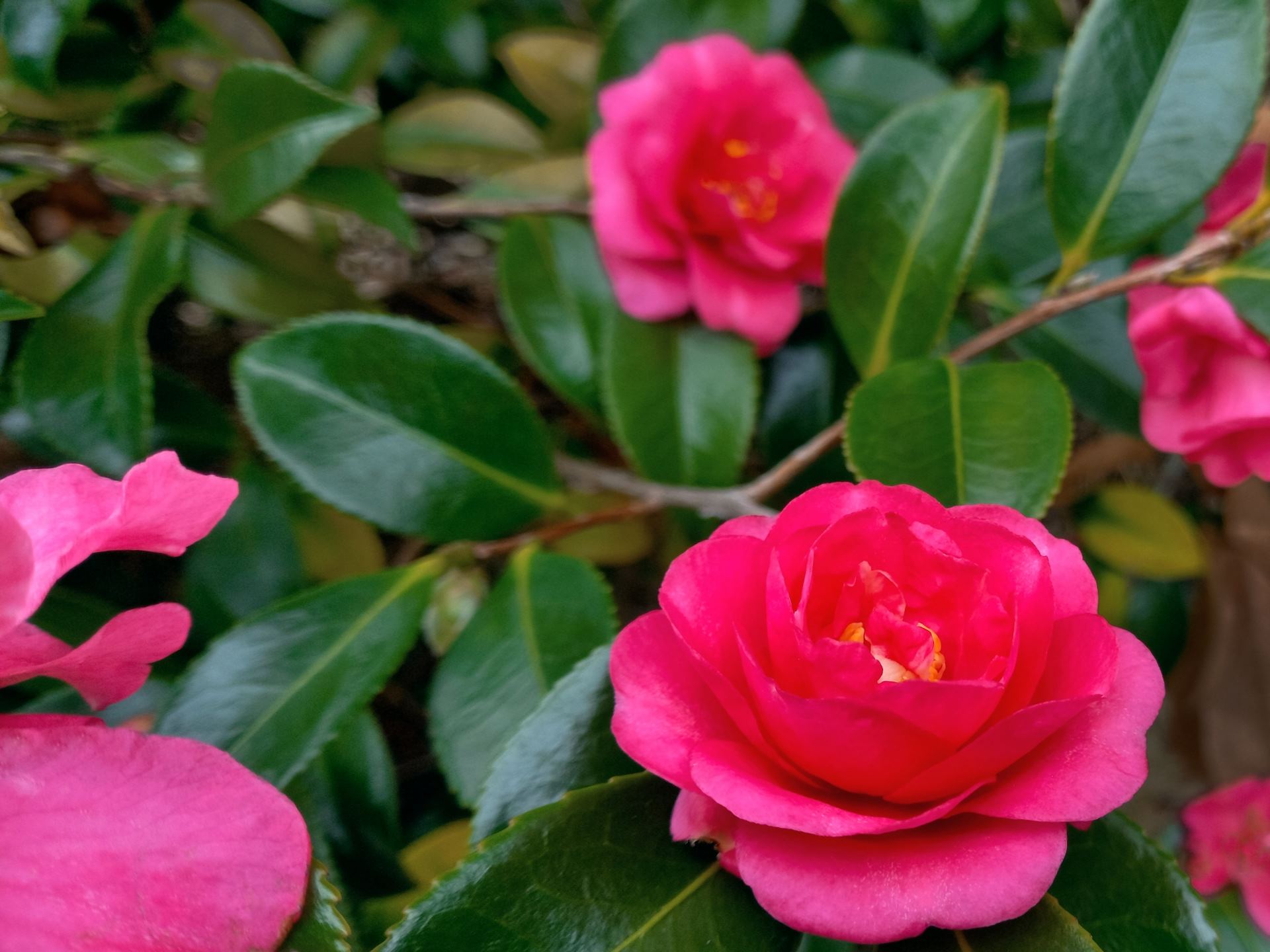神の花は「山茶花」か、な | 豊前国小笠原協会